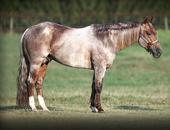 Metallic Cat is Lead Sire at 2014 NCHA Futurity