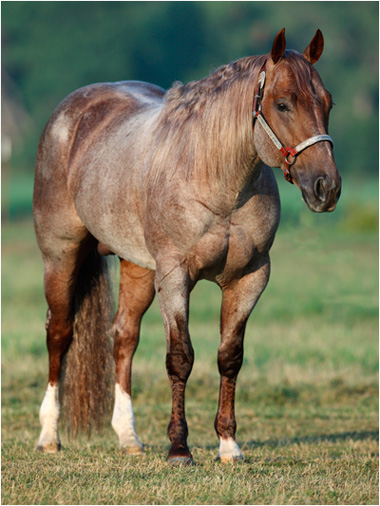 Home Run! Metallic Cat Sells to Rocking P Ranch