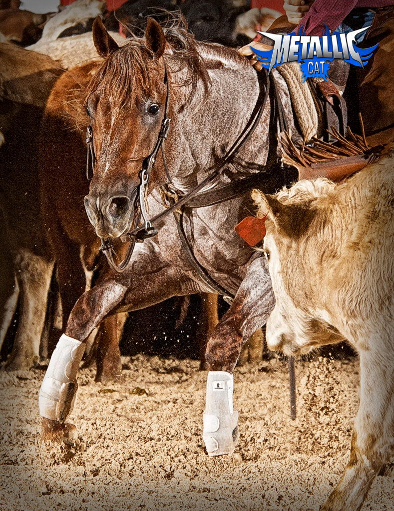 22 Million Dollar Sire Metallic Cat